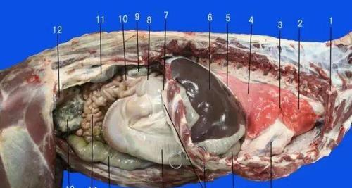 羊驼肚子里面是什么样的？羊驼的消化系统有何特点？