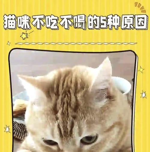 猫咪感觉饿却拒绝进食猫粮的原因是什么？
