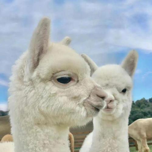 特效制作中出现类似羊驼的生物是什么？