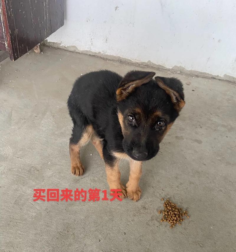 广东回收德牧狗的行情价格是多少？