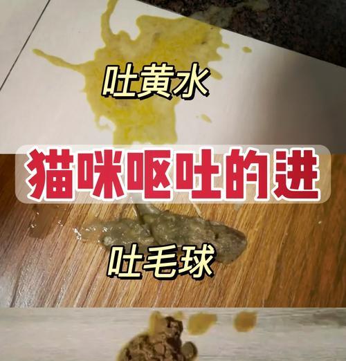 猫咪吐出不消化的猫粮并伴有拉稀正常吗？应该怎么办？