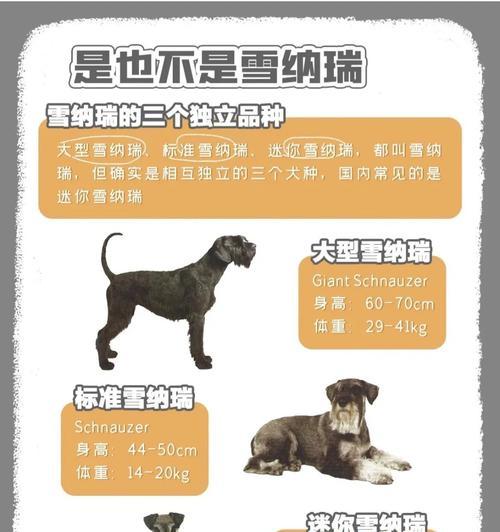 雪纳瑞喂食量怎么算？三个半月大的雪纳瑞一顿应该喂多少克？