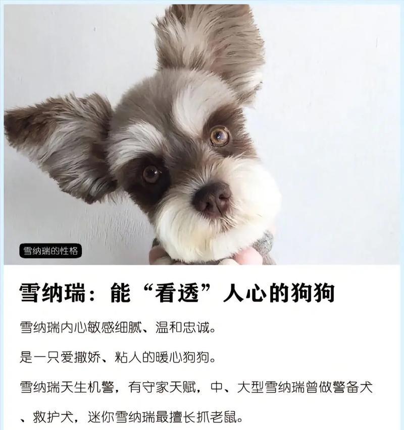 兴义有雪纳瑞犬卖吗多少钱？购买时应该注意什么？