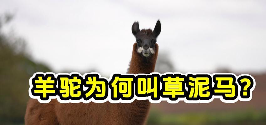 羊驼为何被称为最强？羊驼的别称有哪些含义？