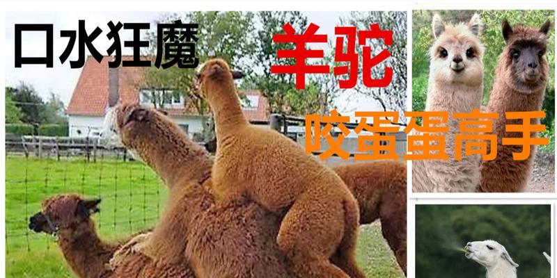 熊咬死羊驼的故事出自哪部动漫？背后含义是什么？