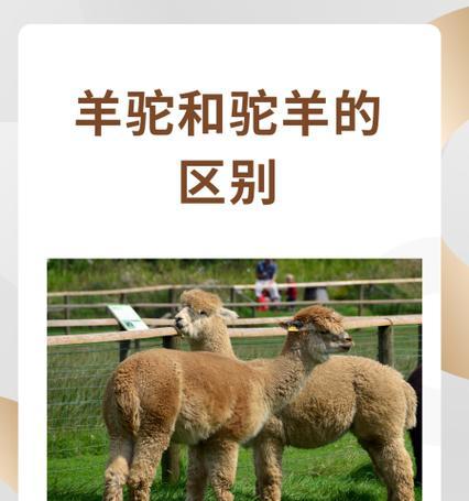 怎么正确的摸羊驼？抚摸羊驼有哪些注意事项？