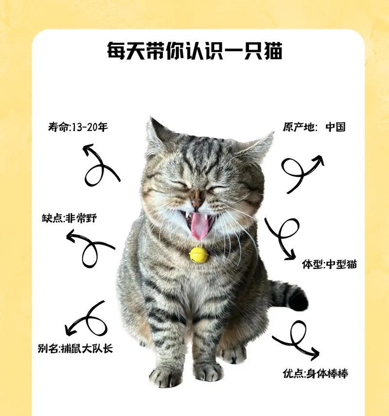 狸花猫爱吃猫粮是否正常？原因是什么？