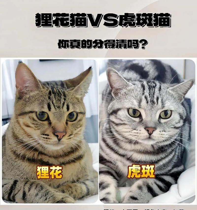 狸花猫爱吃猫粮是否正常？原因是什么？