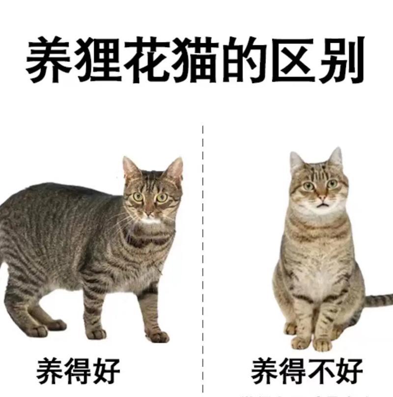 狸花猫爱吃猫粮是否正常？原因是什么？