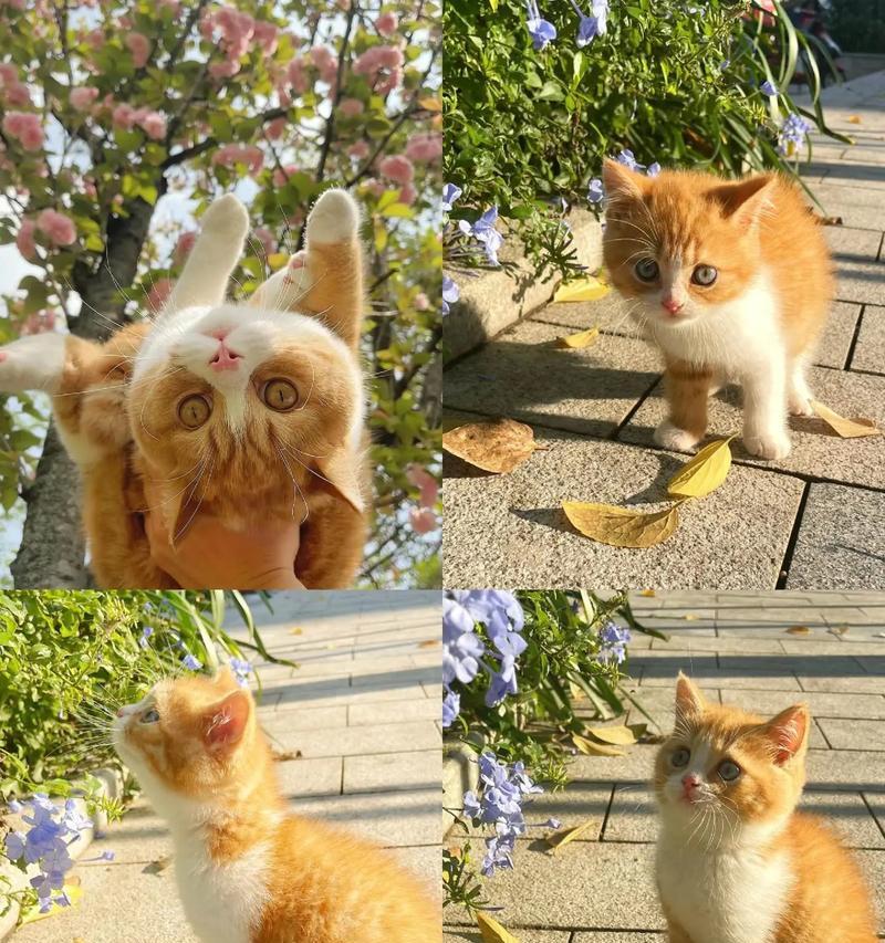 橘猫幼猫应该选择哪种猫粮？