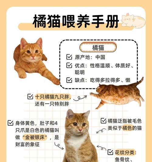 橘猫幼猫应该选择哪种猫粮？