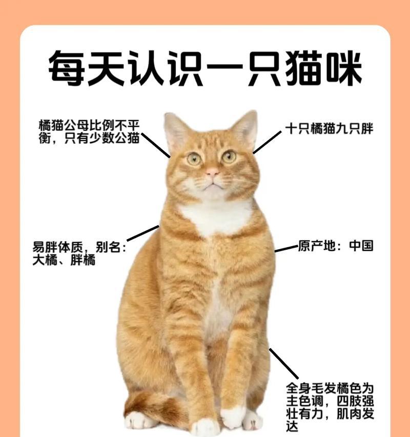 橘猫幼猫应该选择哪种猫粮？