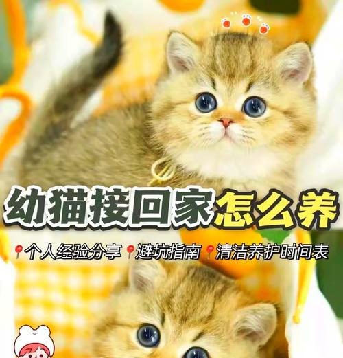 回家十天的猫粮怎么喂？如何确保猫咪吃得健康？
