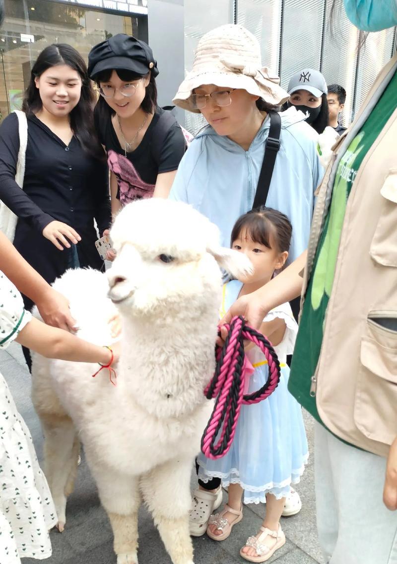 羊驼讨厌妈妈时会叫什么名字？