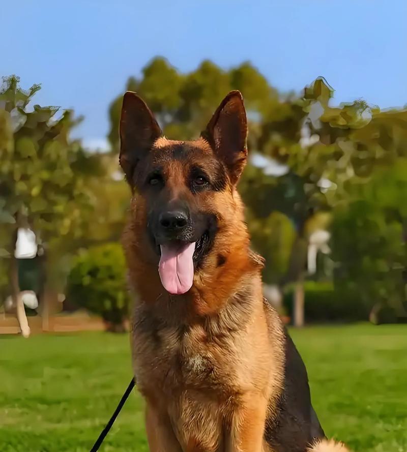 德牧幼犬接种疫苗的时间和费用是多少？