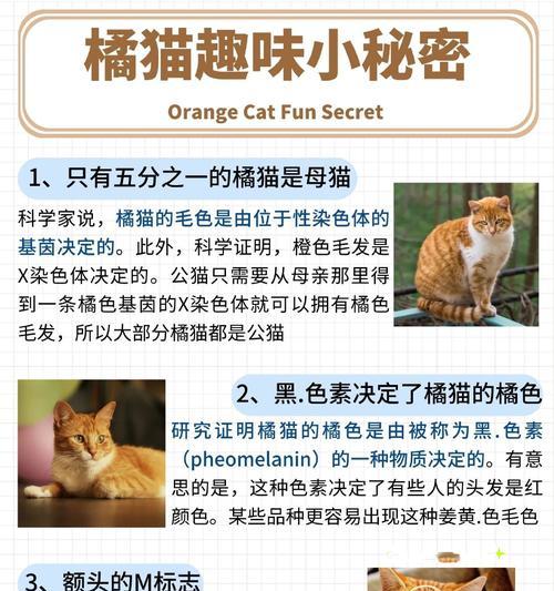 橘猫抓老鼠时应选择哪种猫粮？