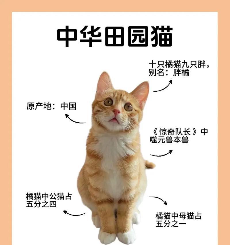 橘猫抓老鼠时应选择哪种猫粮？