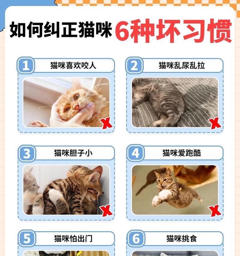 猫咪晚上不吃饭怎么办？如何调整猫咪的饮食习惯？