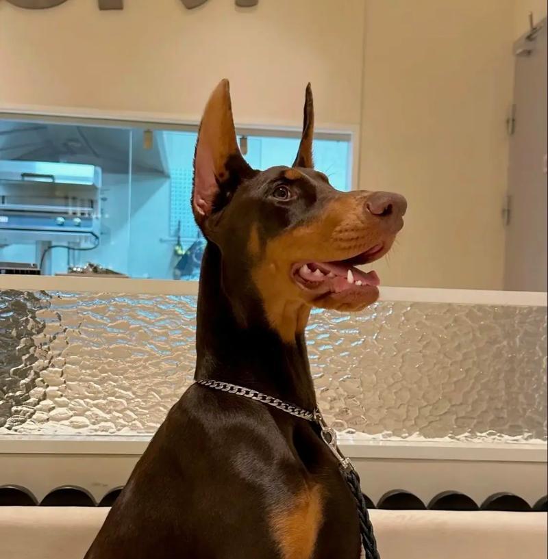 杜宾犬满月后可以开始吃狗粮吗？