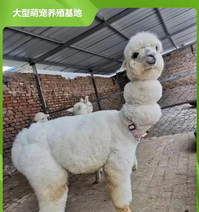 羊驼最适合吃什么类型的干草？干草的选择对它们有何影响？