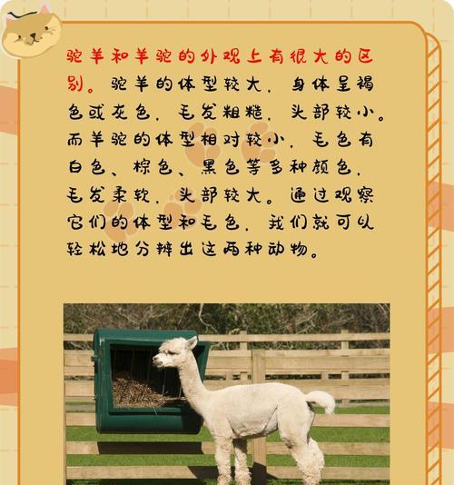 羊驼最适合吃什么类型的干草？干草的选择对它们有何影响？
