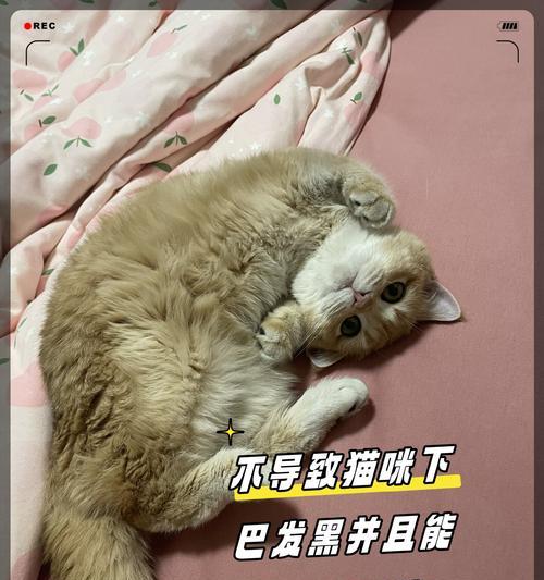 幼猫频繁更换猫粮会导致健康问题吗？