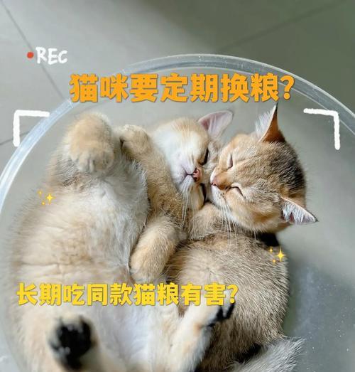 幼猫频繁更换猫粮会导致健康问题吗？