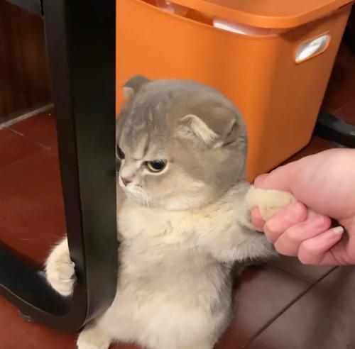 给猫加猫粮蹭主人嘴巴怎么回事？这是什么信号？