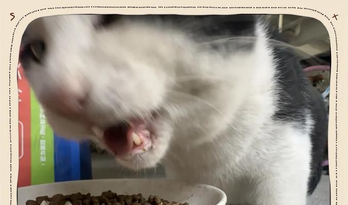 给猫加猫粮蹭主人嘴巴怎么回事？这是什么信号？