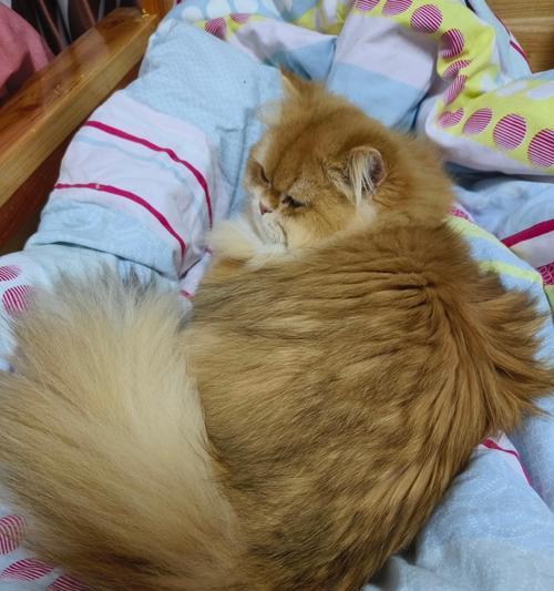 给猫加猫粮蹭主人嘴巴怎么回事？这是什么信号？