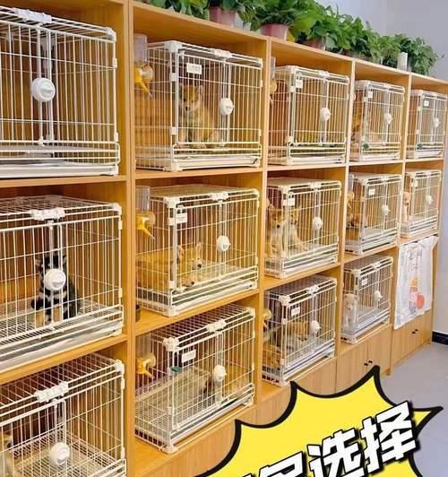 铜陵宠物店卖猫的地方在哪里？有哪些品种可供选择？