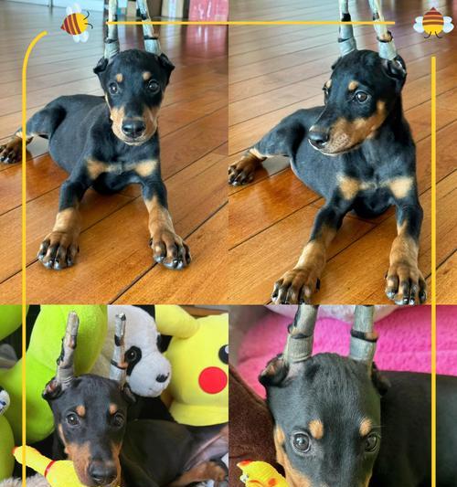 四到五个月杜宾犬的狗粮选择有哪些？
