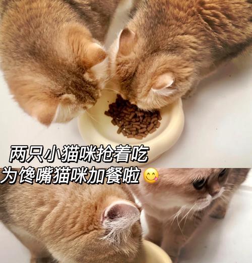 猫如何区分猫粮和其它食物？它们的嗅觉有多灵敏？