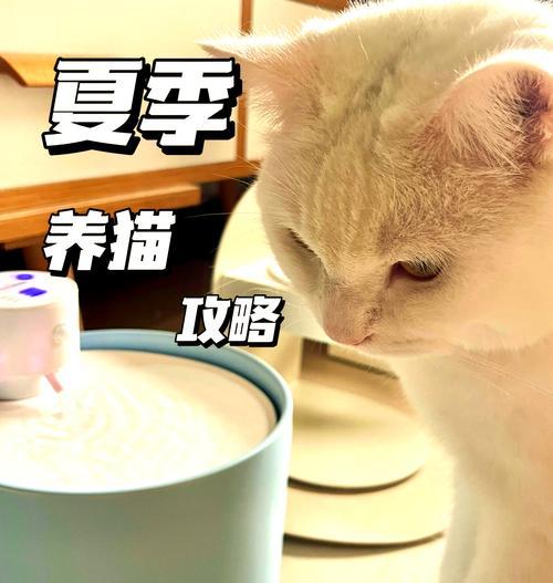 猫咪感冒时如何喂食猫粮？有哪些注意事项？