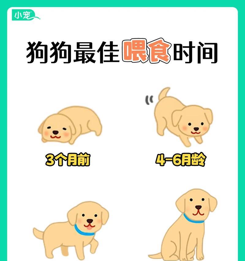 小型犬狗喂粮怎么喂的？小型犬的喂食建议是什么？