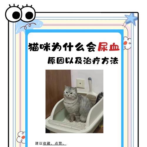 猫咪长期吃猫粮导致拉血是什么原因？应该采取哪些措施？