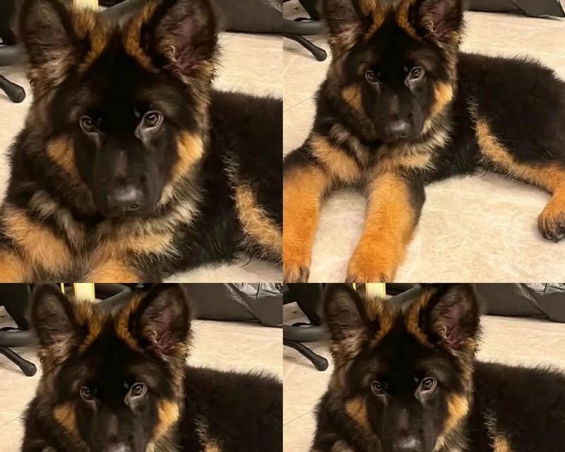 北京德牧幼犬的市场价格是多少？