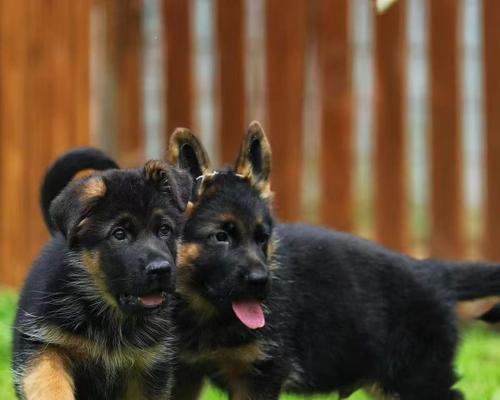 北京德牧幼犬的市场价格是多少？