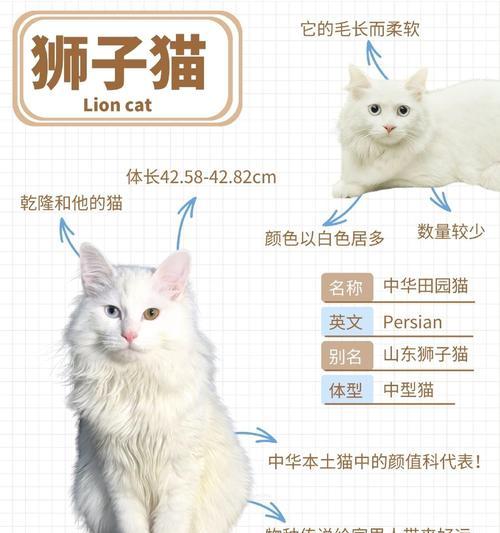两只狮子猫粮品牌是什么？