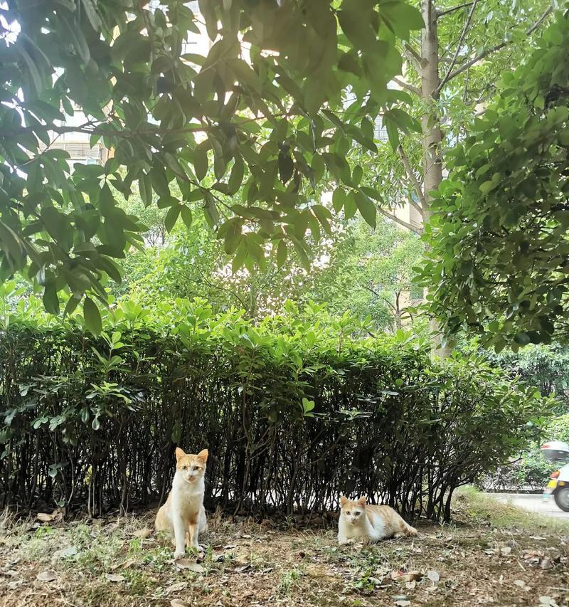 室外投放猫粮流浪猫能否闻到？会不会导致它们死亡？