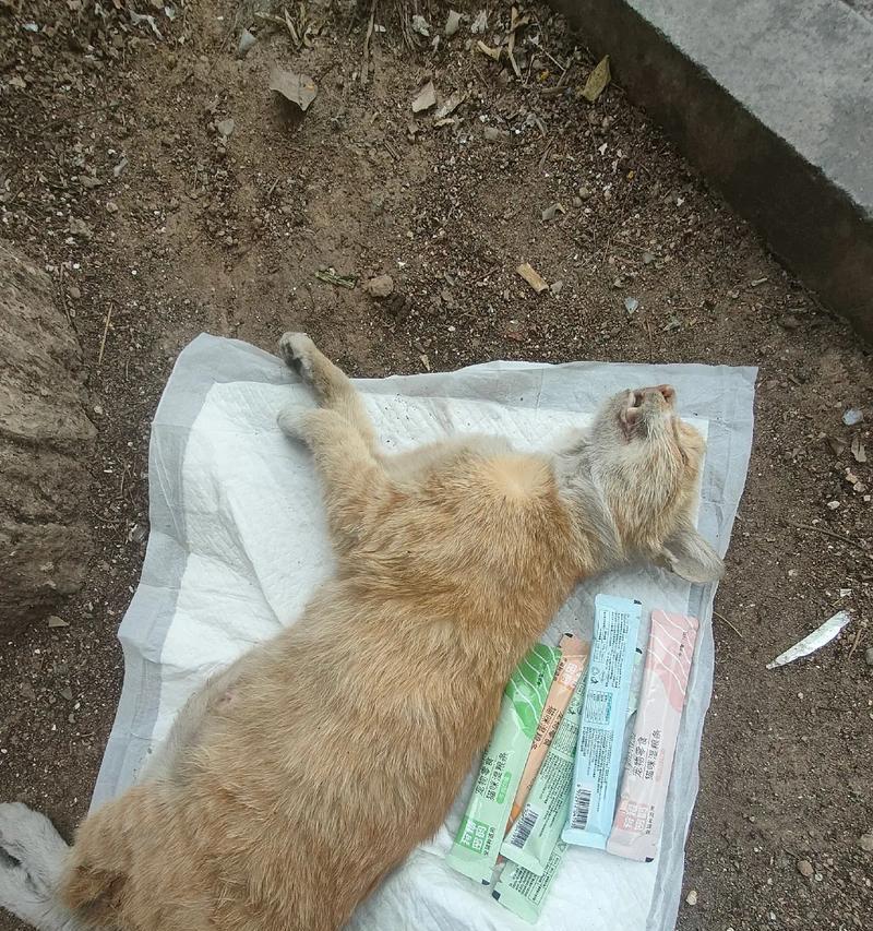 室外投放猫粮流浪猫能否闻到？会不会导致它们死亡？