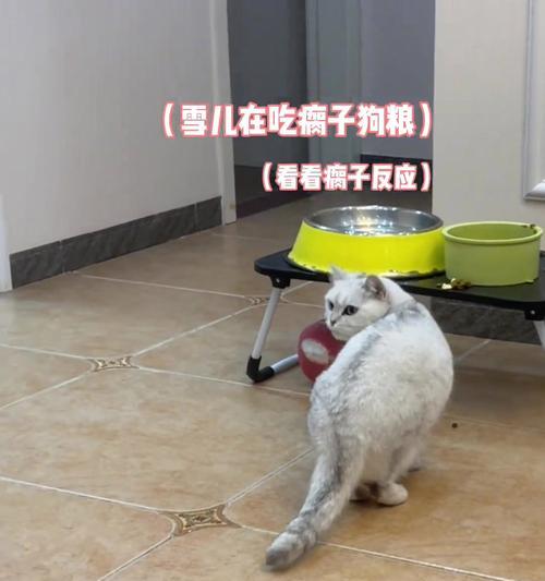 在猫屋吃猫粮的狗被称作什么？