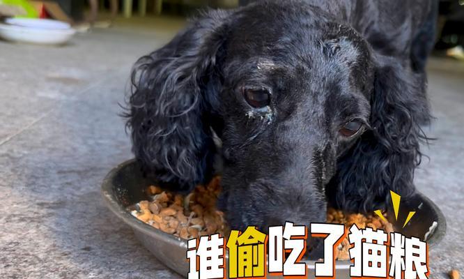 在猫屋吃猫粮的狗被称作什么？