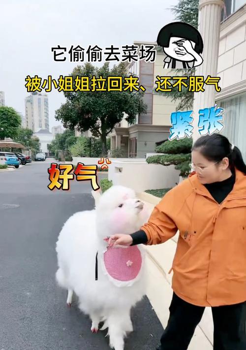 千味羊驼包子的口感如何？