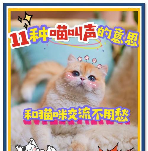 吃猫粮发声音正常吗？猫咪吃猫粮时发出声音的原因是什么？