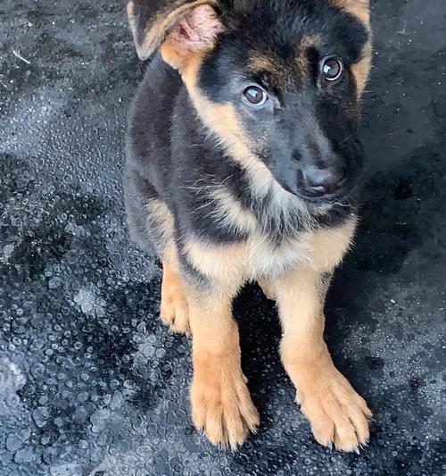 立耳德牧犬能否作为宠物养？需要多少费用？