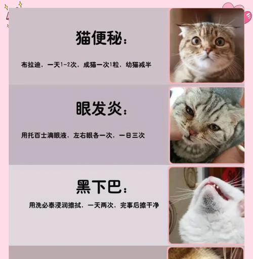 猫粮溢出去了怎么办啊？清洁和预防措施有哪些？