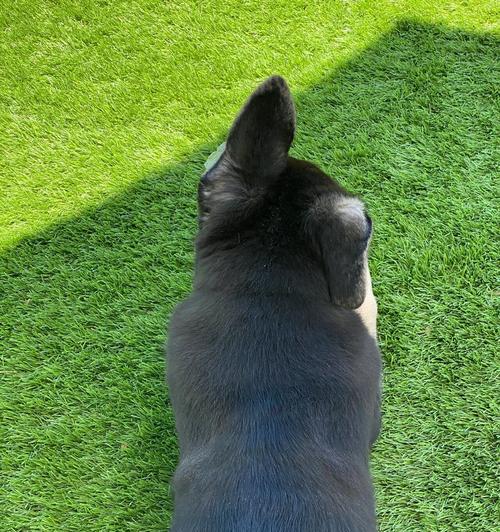 德牧串串犬的平均体重是多少？一只德牧串串犬的重量标准是什么？