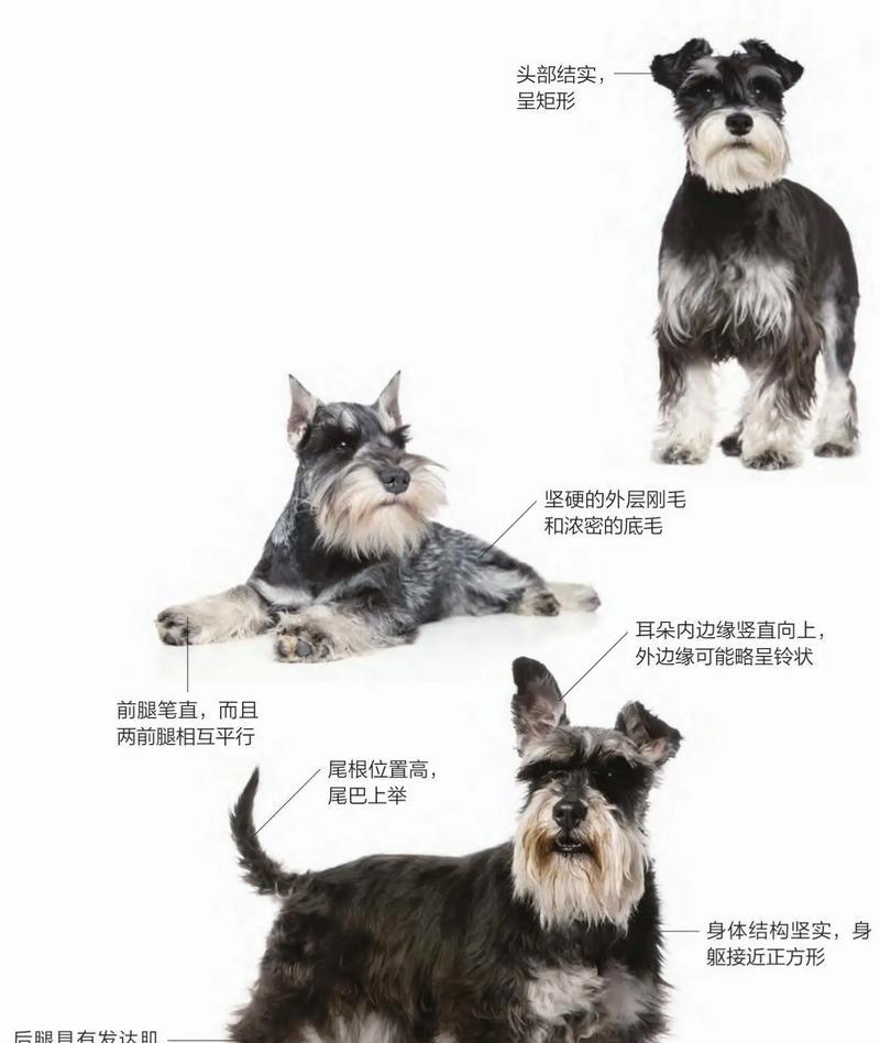 松江雪纳瑞狗狗的价格是多少？购买时应注意什么？