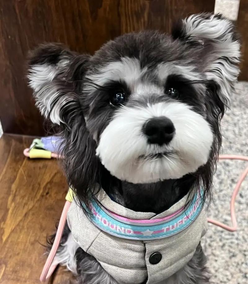松江雪纳瑞狗狗的价格是多少？购买时应注意什么？